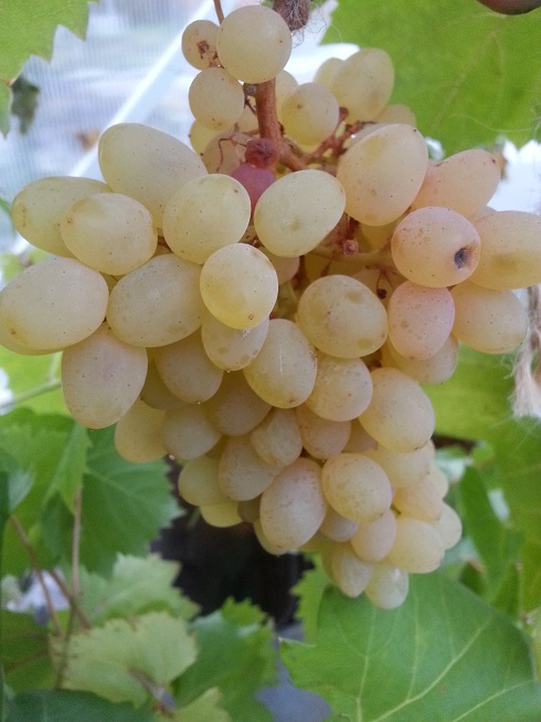 Саженец винограда Кишмиш 342 Саженец винограда Кишмиш 342