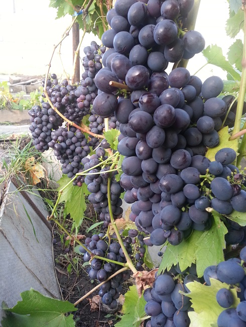 Муромец Муромец