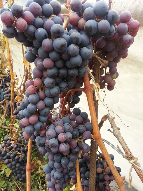 Северный плечистик Северный плечистик