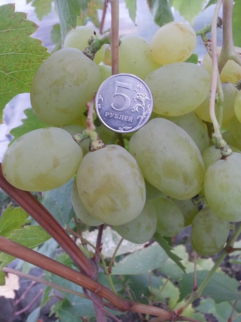 Черенок винограда Талисман Черенок винограда Талисман