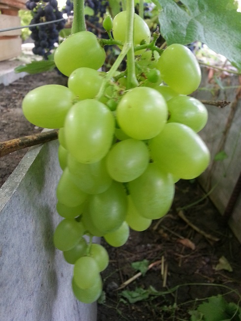 Супер-Экстра Черенок винограда Супер-Экстра