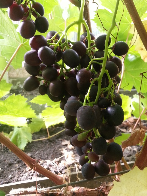 Зилга Черенок винограда Забава